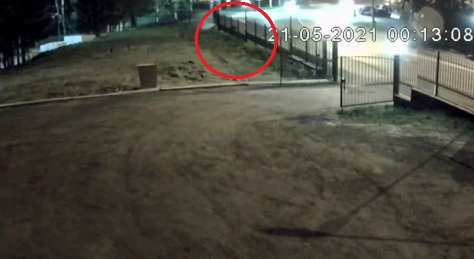 Фото: скриншот видео