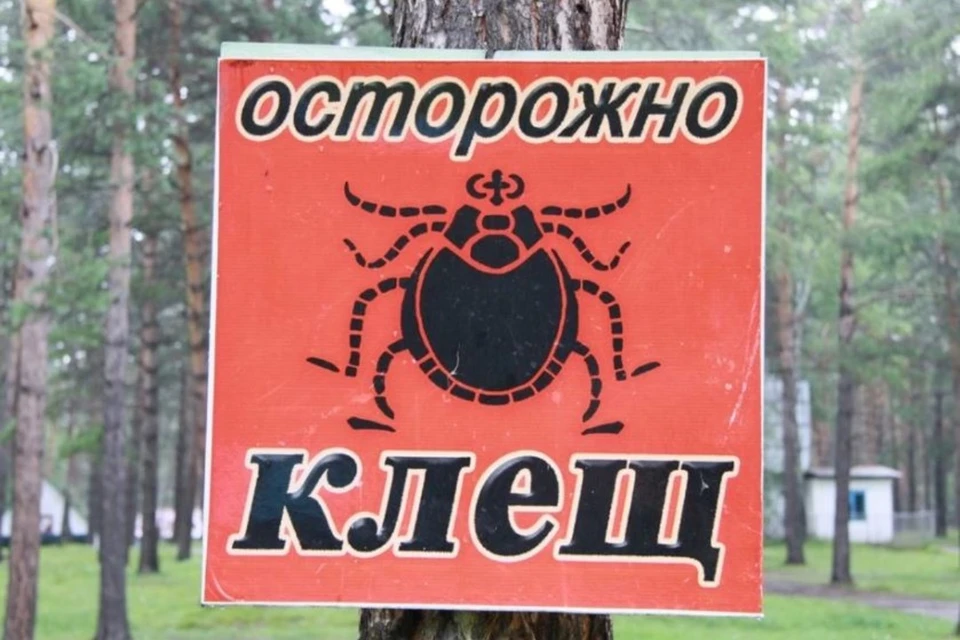 Лучший период для прививки от клещевого энцефалита – зима, пока клещи спят.