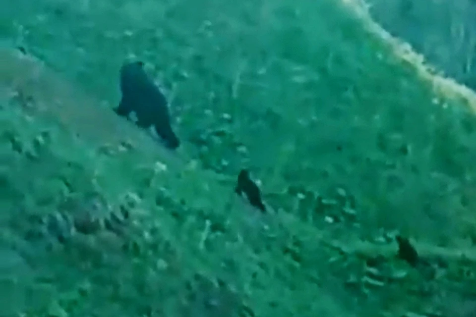 Медведица привела медвежат в село Чехов