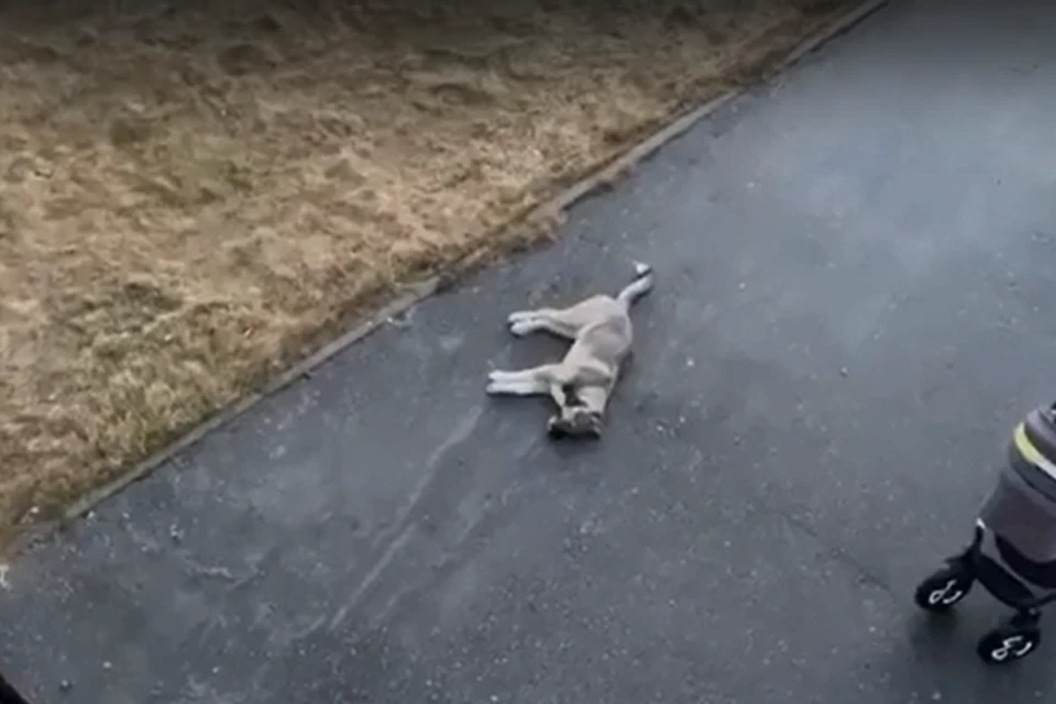 Фото: скриншот из видео. Погибший пес.
