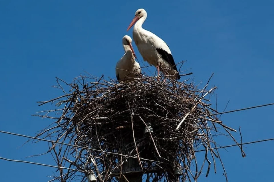 Гнезда птиц названия. Гнездо для птиц.. Птица строит гнездо. Аист Перелетная птица. Гнезда перелетных птиц.