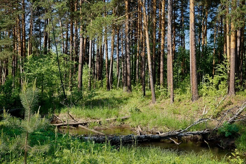 В начале XXI века площадь малонарушенных лесов России составляла примерно 289 млн га – это 26% всех лесных территорий или 17% площади страны.