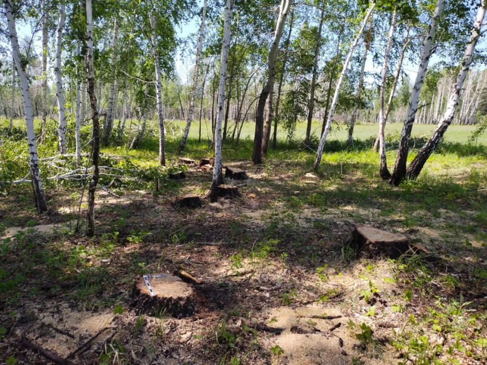 От леса остались только молодые березки и маленькие пни.