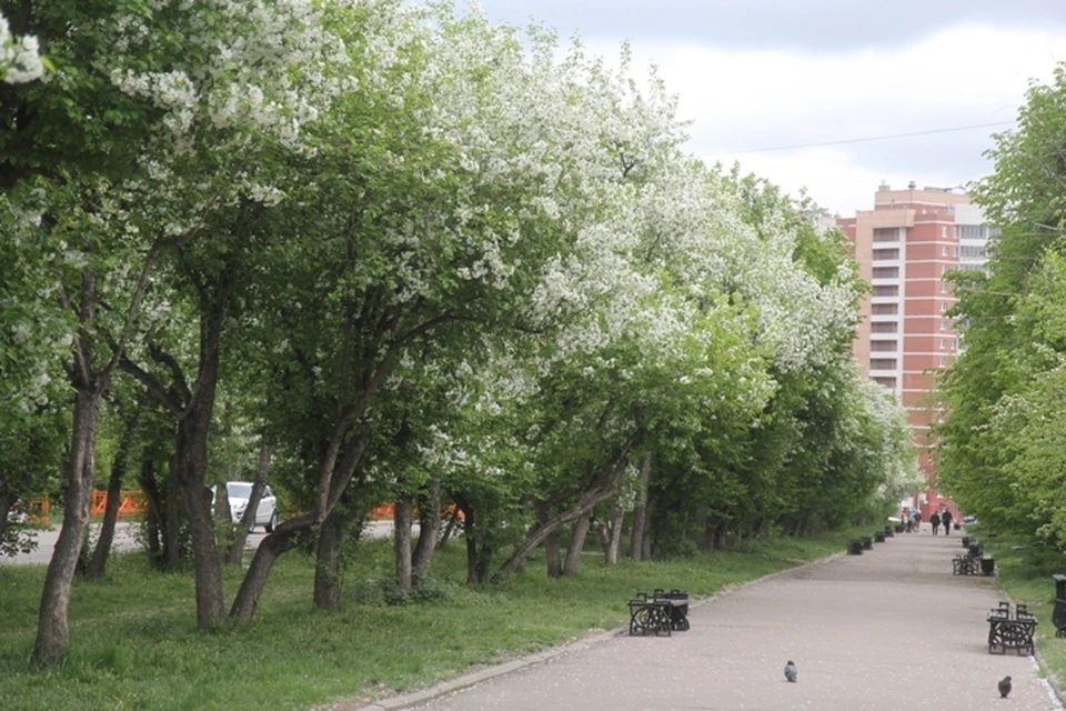 Погода в Иркутске 5 июня 2021: синоптики рассказали, чего ждать в День города