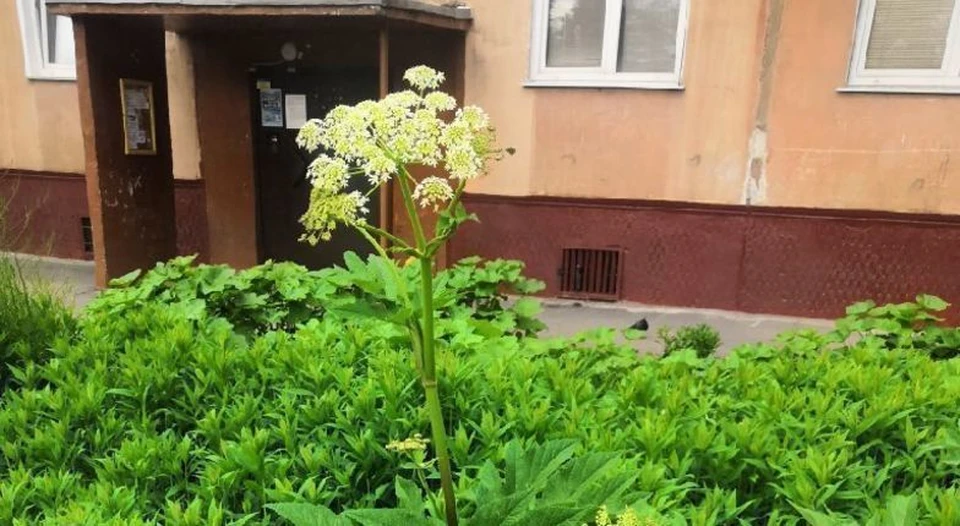Тульскую область атакует ядовитый борщевик