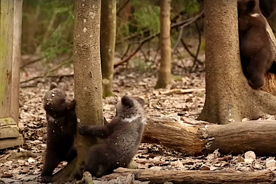 В Тверской области медвежата-сироты учатся лазать по деревьям. Фото: принтскрин видео из группы в ВК/Центр спасения медвежат-сирот.