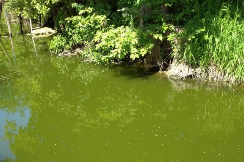 Специалисты берут пробы воды в речке и осматривают водоем. Фото: vk.com/onfkirov