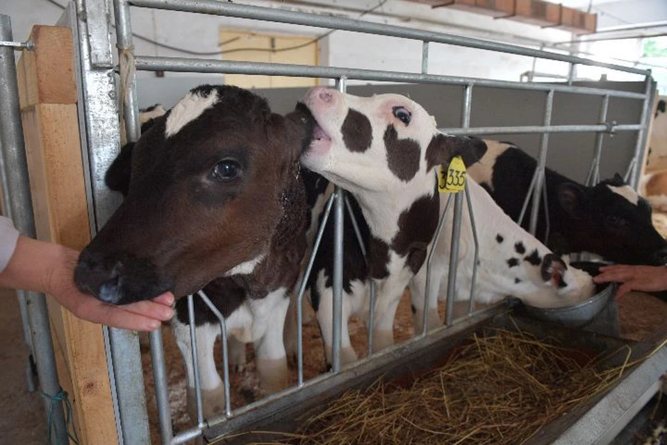 Молочные предприятия региона страдают из-за посреднических схем бизнесменов