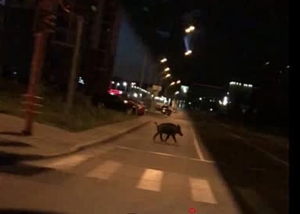 По улицам Кемерова гуляет дикий кабан. Фото: ВКонтакте/incident_42.