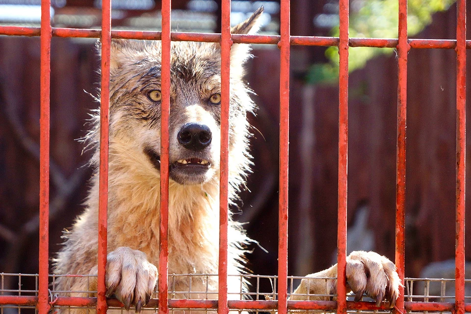 Если вы заметили в городе опасного лесного хищника - тут же звоните на номер 112.