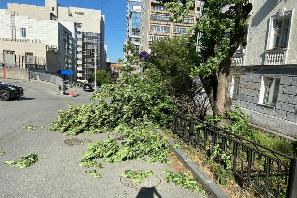 Дерево рухнувшее на Вознесенской горке в Екатеринбурге.