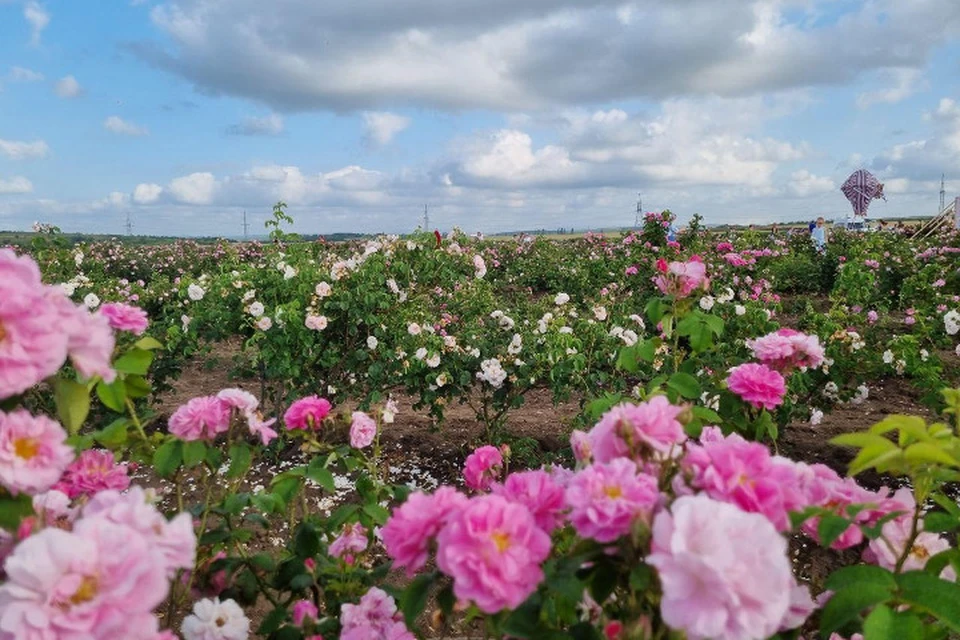Еще 30 лет назад плантации розы в Крыму занимали 1,5 тысячи га