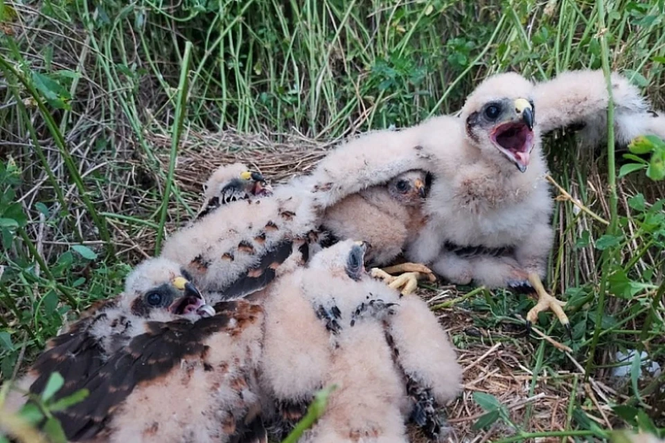 Благодаря неравнодушию мужчины удалось спасти птиц вымирающего вида. Фото: kirovreg.ru