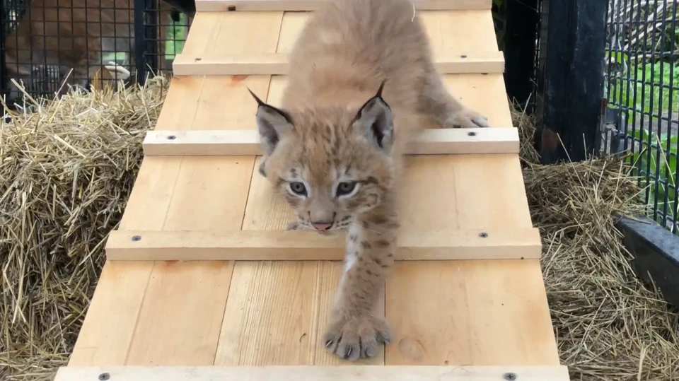 Котята все время находятся рядом с мамой-рысью. Фото: Челябинский зоопарк