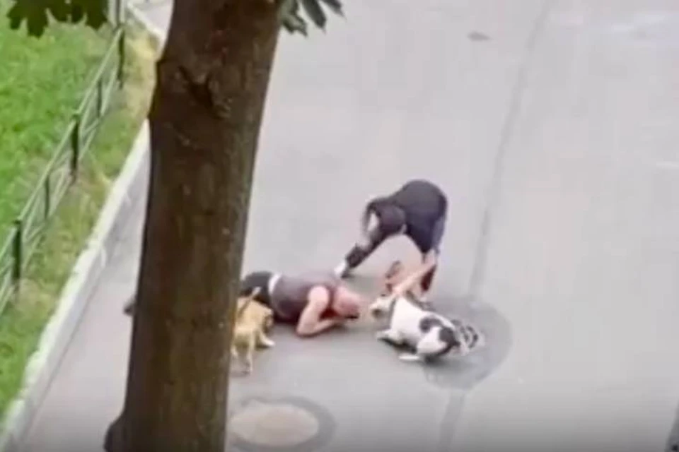 Мужчина накрыл собой свою собаку, защищая от разъяренных стаффордов в Петербурге