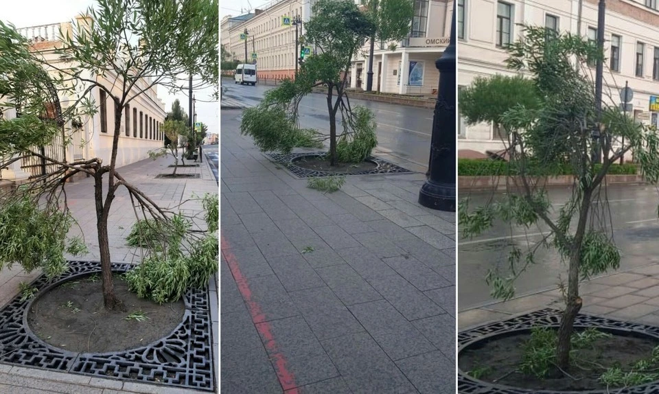 Теперь деревья будут долго восстанавливаться, а одно из них спасти не удалось.