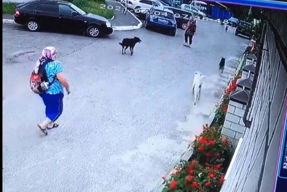 Жители Бежицкого района Брянска пожаловались на женщину, которая каждое утро и вечер выгуливает свору агрессивных собак. Фото: скриншот видео, vk.com, "Типичный Брянск".