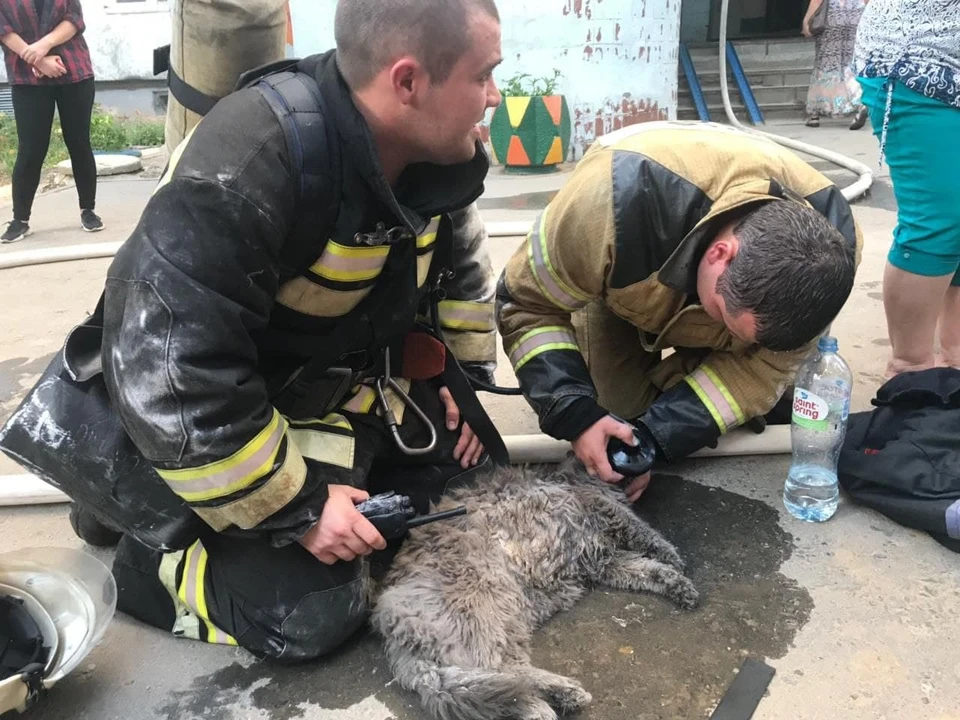 В Волгограде пожарные спасли кошку, которая надышалась дыма в горящем доме. Фото: ГУ МЧС России по Волгоградской области.