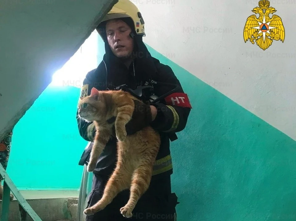 Пожарные спасли более 10 кошек из горящей квартиры в Смоленске. Фото: ГУ МЧС России по Смоленской области.