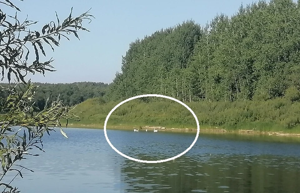 Четырех лебедей видели на реке Кубене под Харовском