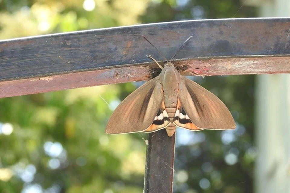 Тропическое происхождение выдают яркие нижние крылья пальмового бурильщика. Фото: science.npsochi.ru