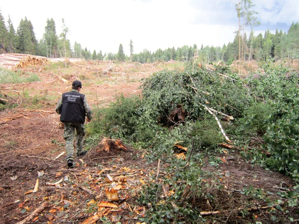 На делянке мужчину убило деревом Фото: СУ СК РФ по Тверской области
