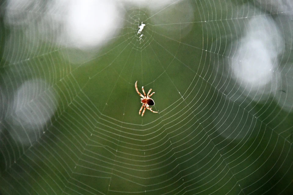 Волгоградцы страдают от укусов ядовитых пауков