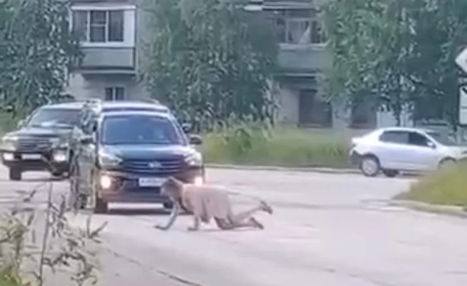 Фото: скриншот видео