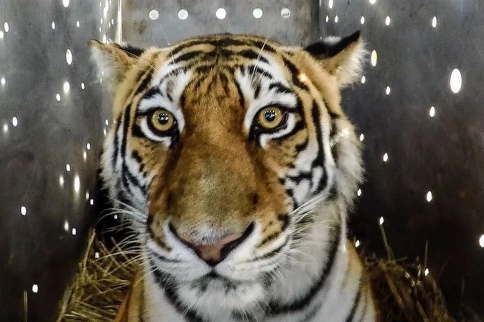 За тигрицей наблюдали с апреля. Фото: Центр «Амурский тигр»