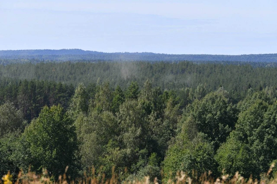 В Карелии действуют 5 лесных пожаров на площади 9823 га / Фото: Оперштаб Карелии