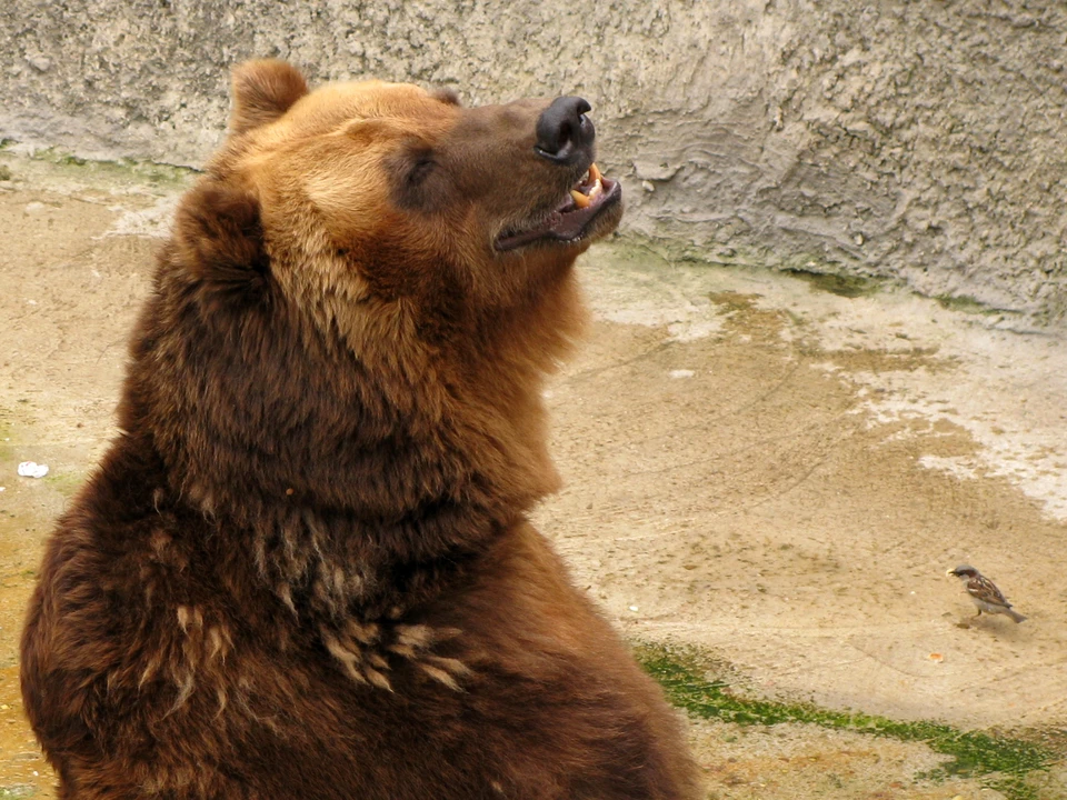 В Кузбассе медведь набросился на женщину. Фото: Милицина Юлия.