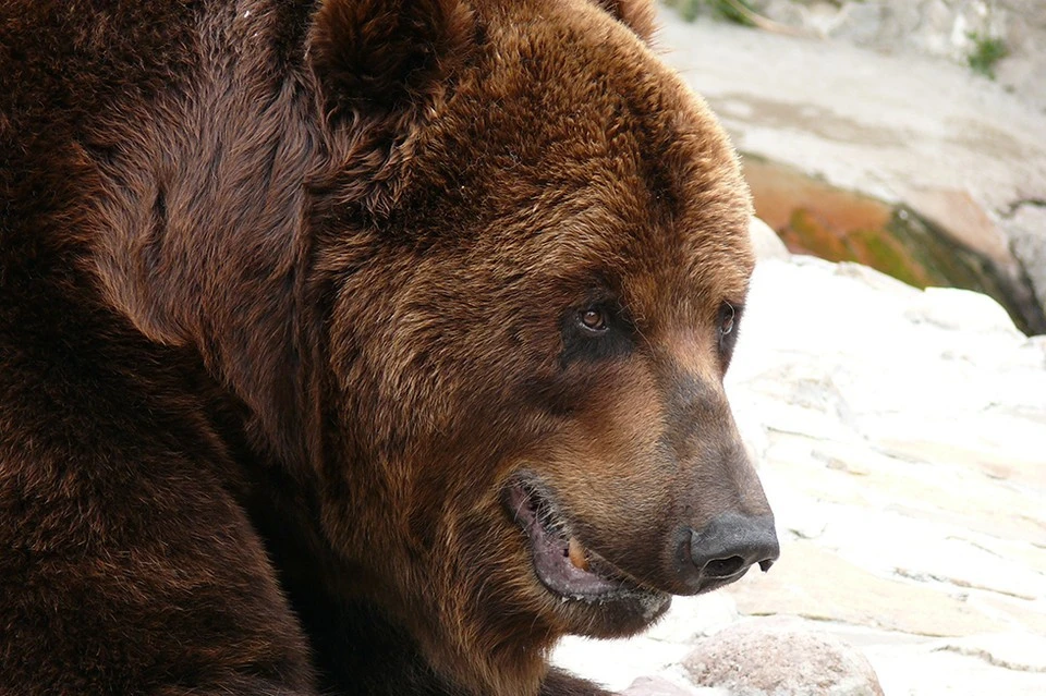 Сибиряк 2 километра нес на руках по тайге лесника после нападения разъяренного медведя