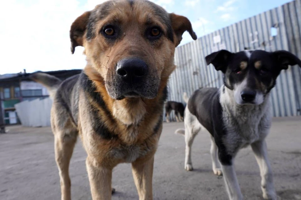Гранты на открытие приютов для бездомных животных начнут выдавать в Иркутской области
