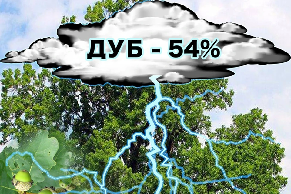 Самое опасное дерево во время грозы - дуб, в него чаще всего бьет молния. Фото: МЧС.