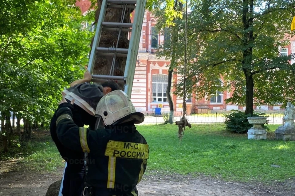 Юный древолаз был безопасно спущен на землю. Фото: ГУ МЧС по Тверской области.