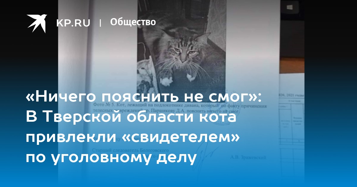 Заинтересуй котов картиной dop2