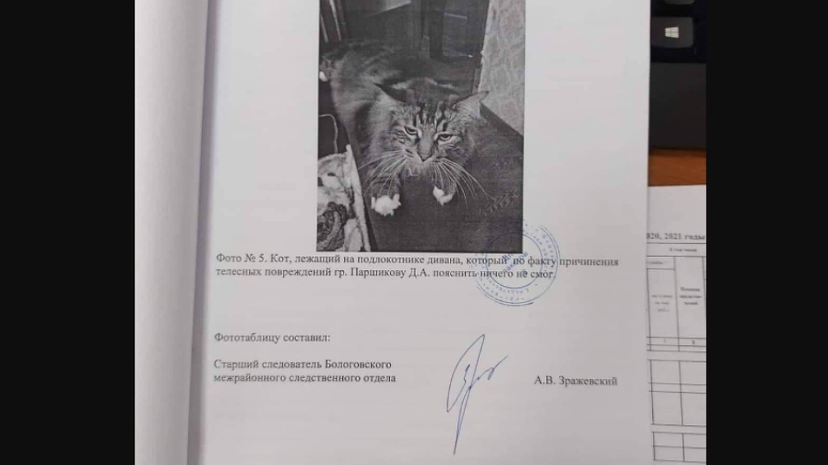 Ничего пояснить не смог»: В Тверской области кота привлекли «свидетелем» по  уголовному делу - KP.RU