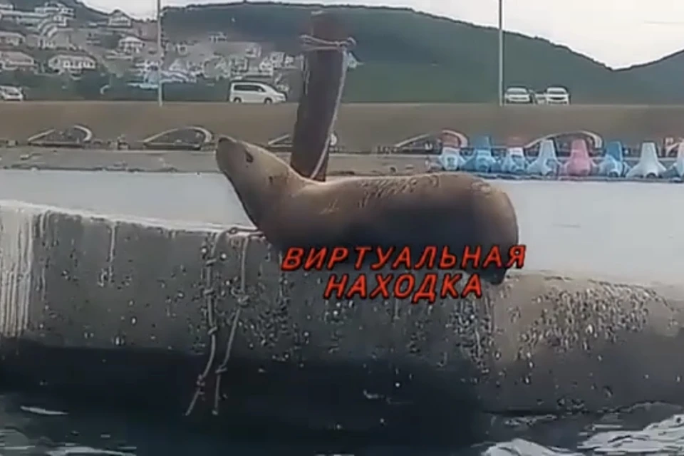 Животное развалилось на теплом камне