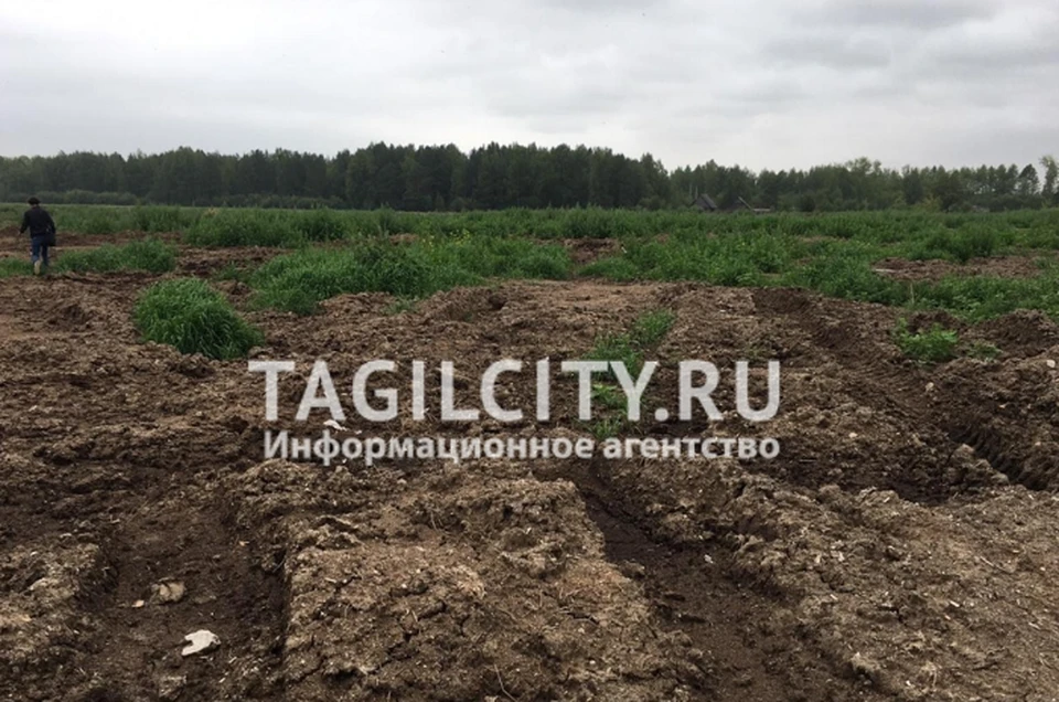 Поле с отходами соседствует с домами местных жителей. Фото: портал TagilCity.ru