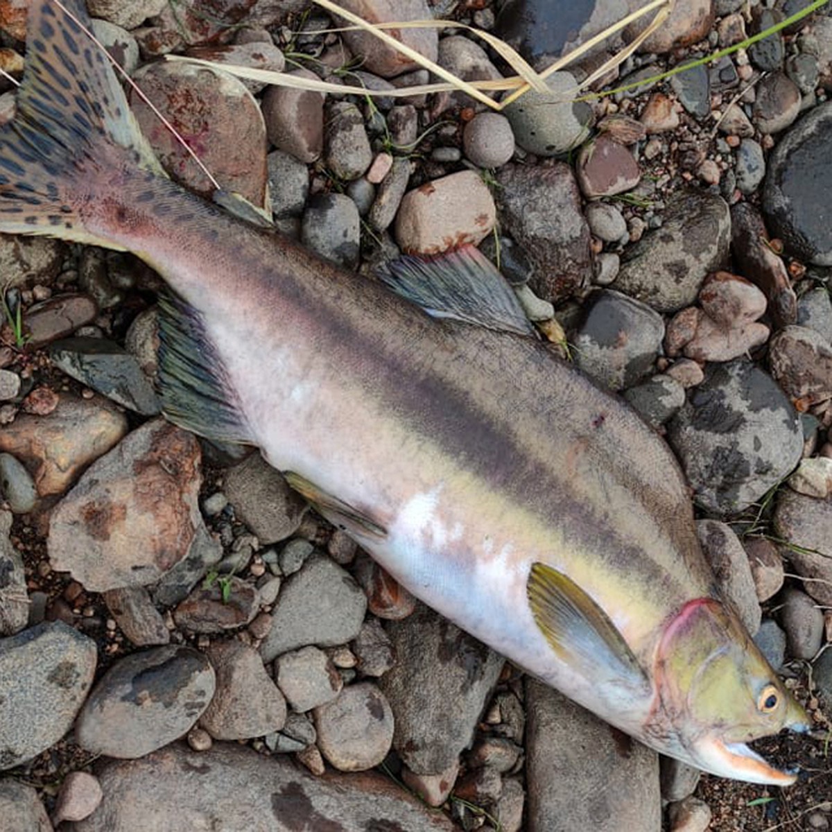 Рыба в Мурманске: разнообразие и особенности