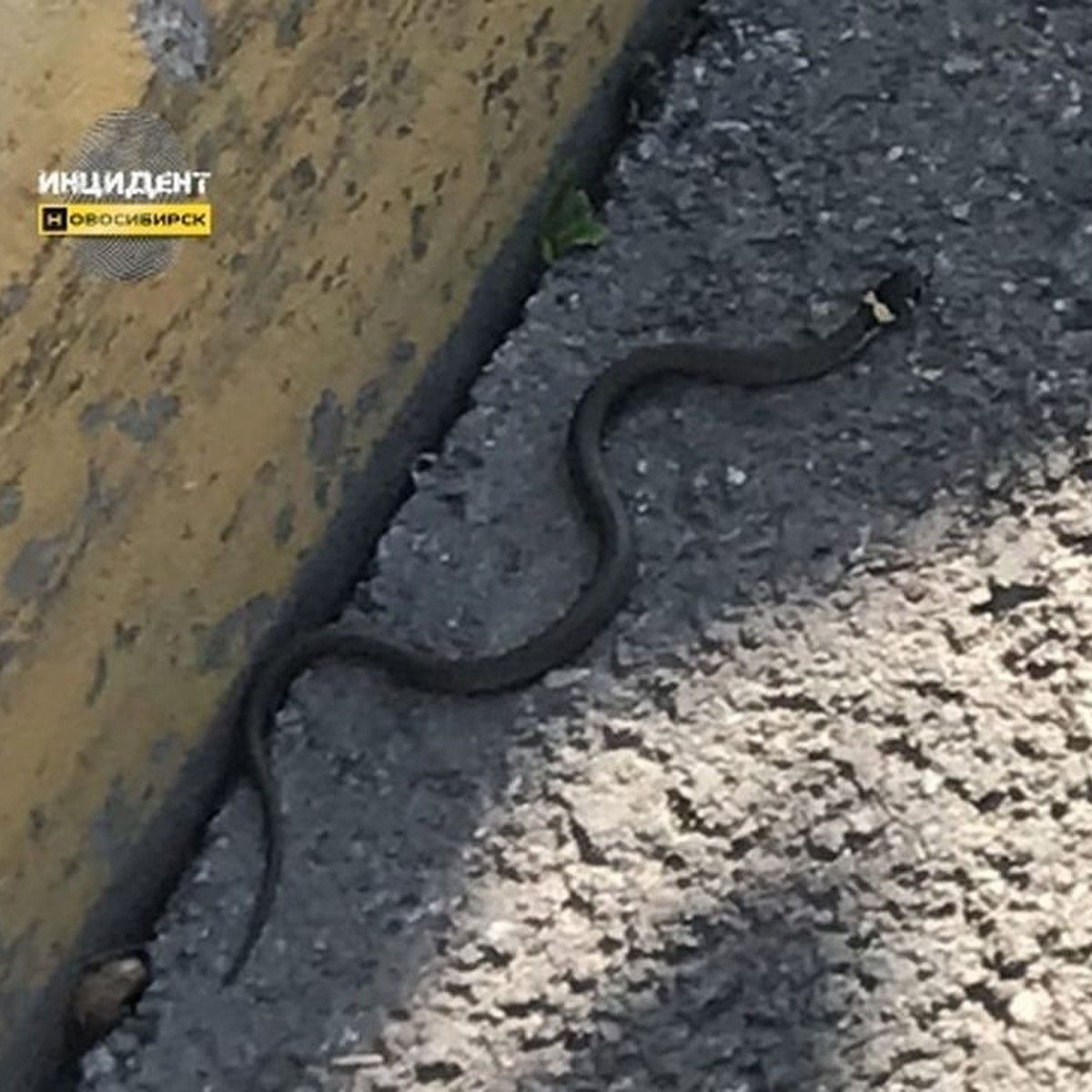 Новосибирцы засняли на видео черную змею, ползающую около жилого дома -  KP.RU