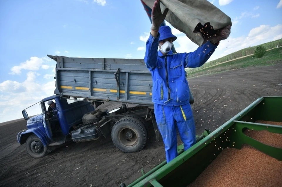 В этом году урожай зерна в Крыму значительно превысил прошлогодние показатели