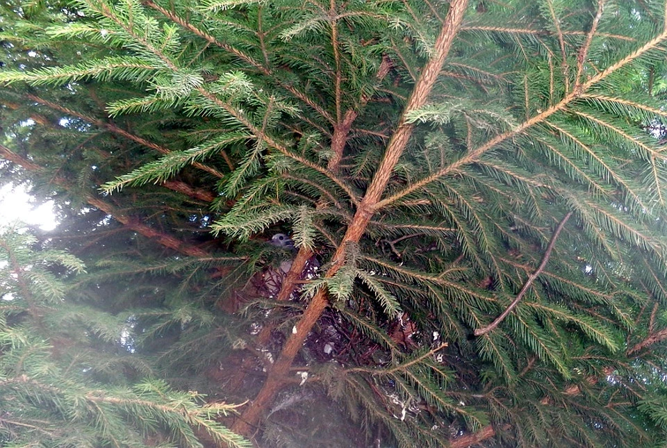 Аисты свили гнездо на крыше дома скоро - 92 фото