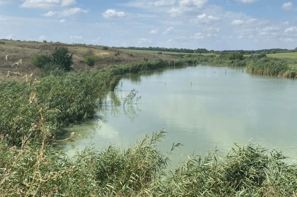 Замор рыбы зафиксировали в Красносулинском районе. Фото: сайт минприроды РО