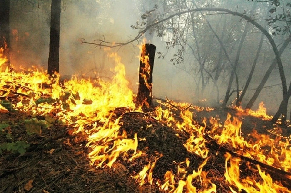 Лесной пожар площадью больше 48 тысяч гектаров потушили в Катангском районе