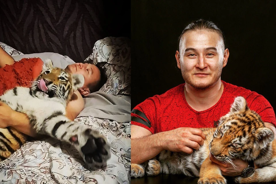 Дмитрий Ким продал три машины ради спасения тигров. Фото: предоставлено Дмитрием Кимом