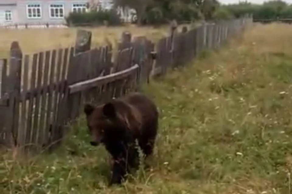 «Эй, миша, привет!»: сибиряк погладил по голове медведя, который вышел в село из тайги.
