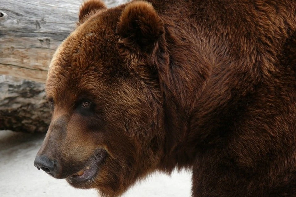 На кладбище в Комсомольске застрелили пять медведей
