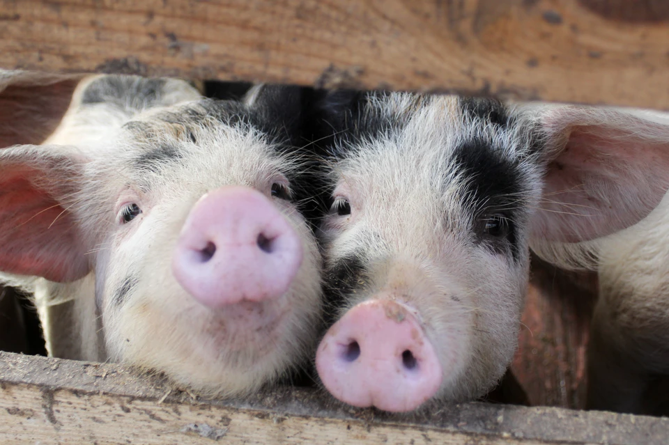 На всей территории Новоаннинского района начались наблюдения за состоянием свиней