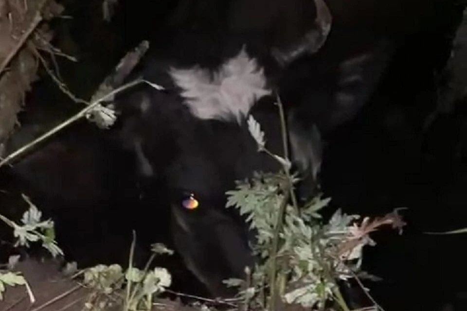 Вытаскивали экскаватором: в пригороде Биробиджана в яму провалилась корова Милка